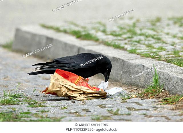 Carrion crow Corvus corone looking for food in garbage on street, Germany