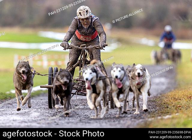 09 December 2023, Thuringia, Drei Gleichen: A female musher with eight dogs races on a snow-free surface at the World Sleddog Association (WSA) Dryland Sled Dog...