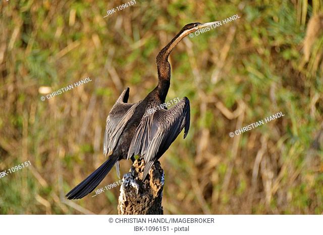 Oriental Darter or Snakebird (Anhinga melanogaster ) on the Okawango River, Botswana, Africa