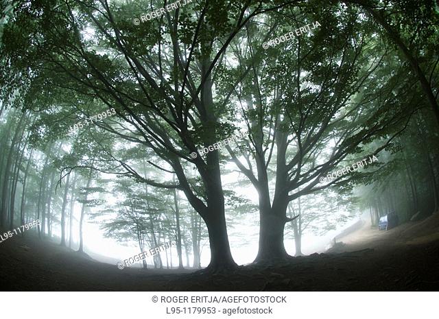 Beech trees Fagus sylvatica in the mist, Montseny nature reserve, Spain  This is the Southernmost Beech forest in Europe