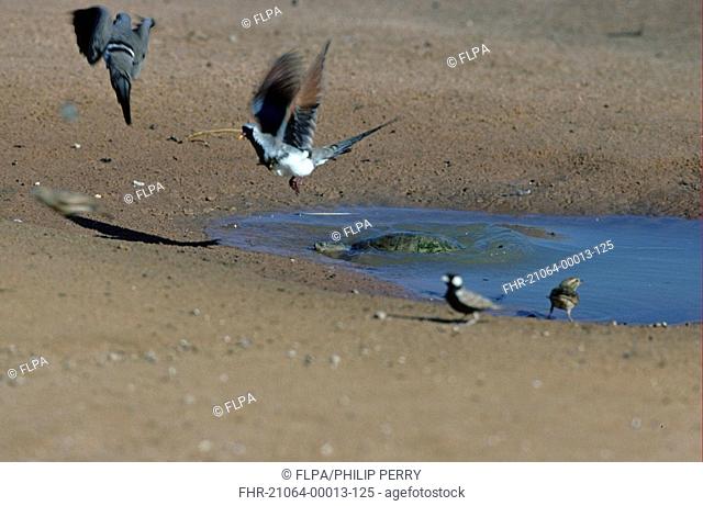 Cape Terrapin Pelomeduso subrufa Trying to catch Namaqua Dove - Kalahari Gemsbok N P , South Africa
