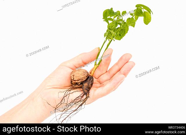 Female hand holds seedling of a walnut, isolated on white background