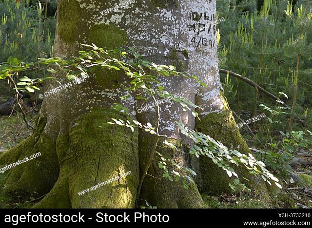 Remarkable beech tree in the Forest of Rambouillet, Haute Vallee de Chevreuse Regional Natural Park, Yvelines department, Ile de France region, France, Europe