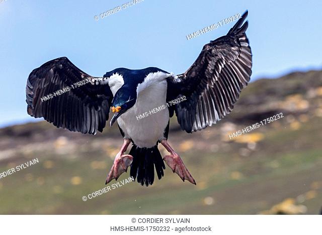 Falkland Islands, Saunders island, King Shag or Imperial Shag (Phalacrocorax atriceps albiventer)