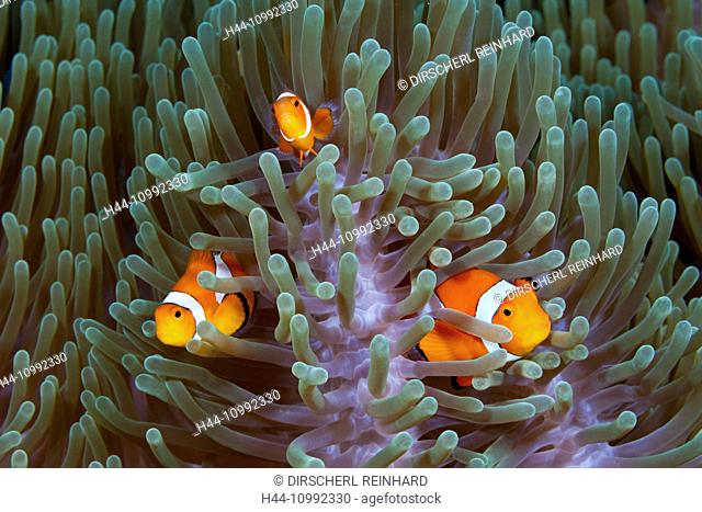 Clown Anemonefishes, Amphiprion ocellaris, Komodo National Park, Indonesia