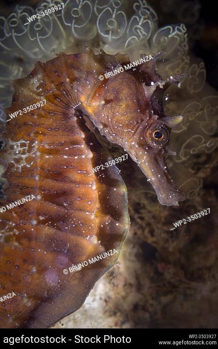 Seahorse, Hippocampus guttulatus, Signatidae, . Ippocampo. Capo Caccia, Alghero, Sardegna, Italia