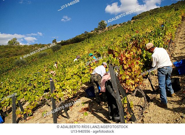 Grape Harvest at the Fields in the Symington States, Pinhao,  Duoro Valley, Duoro, Portugal