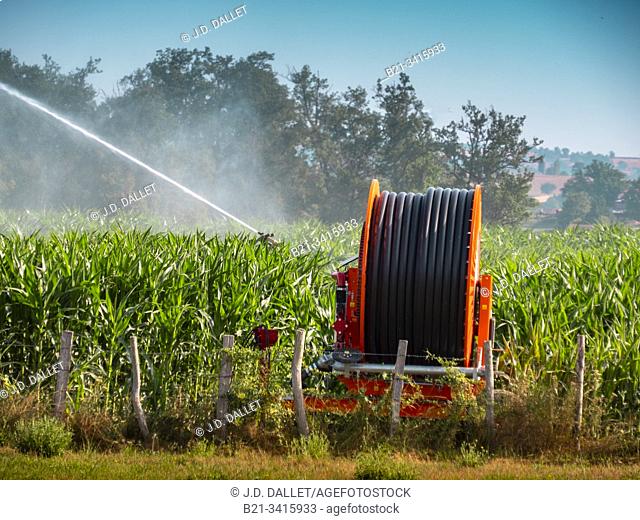 France, Auvergne, Cantal, watering corn field by Saint Santin