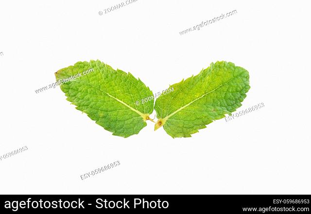 Pfefferminzblätter auf weißem Hintergrund - Peppermint leaves on white background