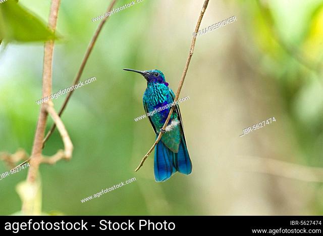 Sparkling Violet-ear (Colibri coruscans) adult male, perched on twig in montane rainforest, Andes, Ecuador, South America