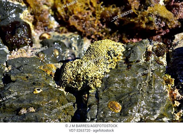 Red alga (Lithophyllum tortuosum). Cabo Creus, Girona province, Catalonia, Spain