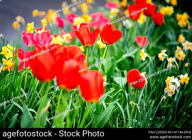 03 May 2022, Lower Saxony, Oldenburg: Tulips and daffodils in different colors bloom on the edge of the street Achterdiek