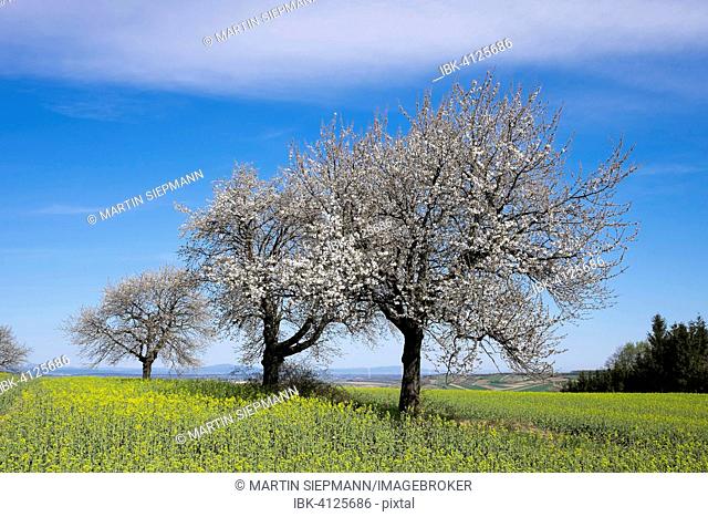 Flowering cherry trees, Rohrbach bei Mattersburg, Northern Burgenland, Burgenland, Austria