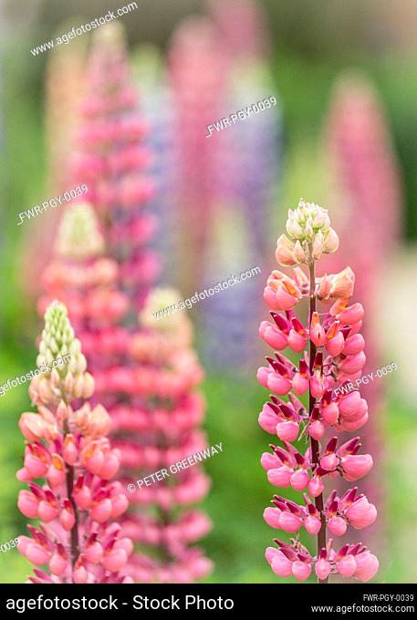 Lupin, Lupinus, Red Lupins in full bloom after a shower of rain