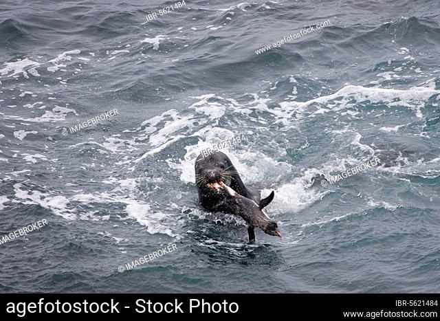 Southern south american sea lion (Otaria flavescens), kill, Rockhopper penguin, Falklands