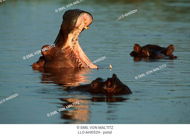 Three Hippopotami Hippopotamus amphibius Wallowing in Water and Yawning  Nkasa Rupara National Park, Eastern Caprivi, Namibia