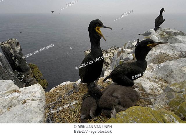 Shag adult pair with chicks on nest