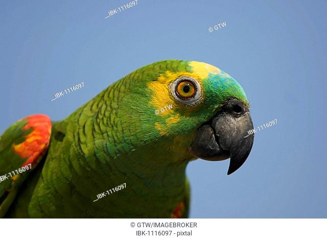 Blue-fronted Parrot or Turquoise-fronted Parrot (Amazona aestiva), Pantanal, Mato Grosso, Brazil