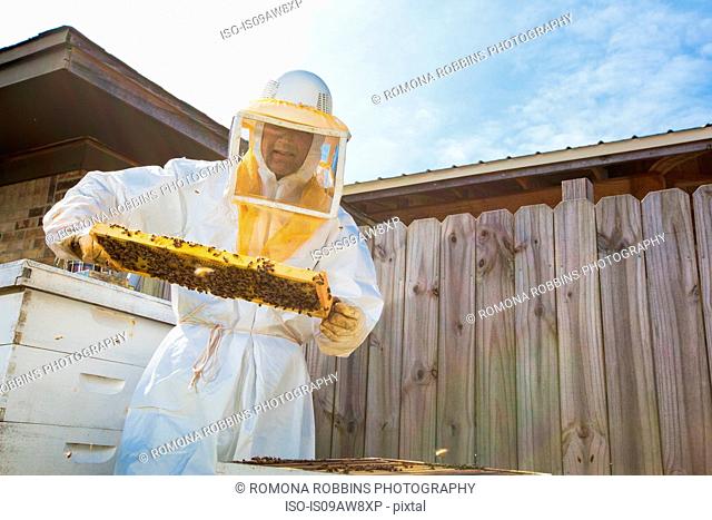 Beekeeper removing frame from beehive