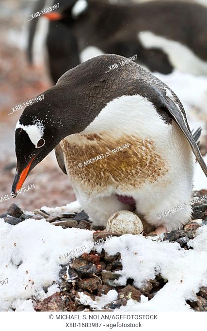 Adult gentoo penguin Pygoscelis papua on eggs at Port Lockroy, Antarctica, Southern Ocean
