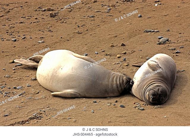 Northern Elephant Seal, Mirounga angustirostris, Piedras Blancas, California, USA, two youngs at beach
