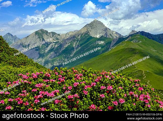 24 July 2021, Austria, Kals Am Großglockner: The Rusty-leaved Alpine Rose (Rhododendron ferrugineum), also called Rusty Alpine Rose or Rusty Alpine Bush