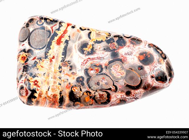 closeup of sample of natural mineral from geological collection - polished Leopard skin jasper (Jaguar Stone) gem stone isolated on white background