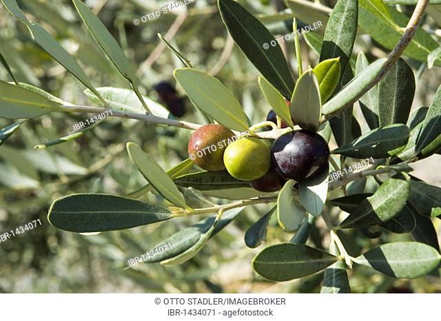 Olives on a tree, Massa Marittima-Valpiana, Tuscany, Italy, Europe