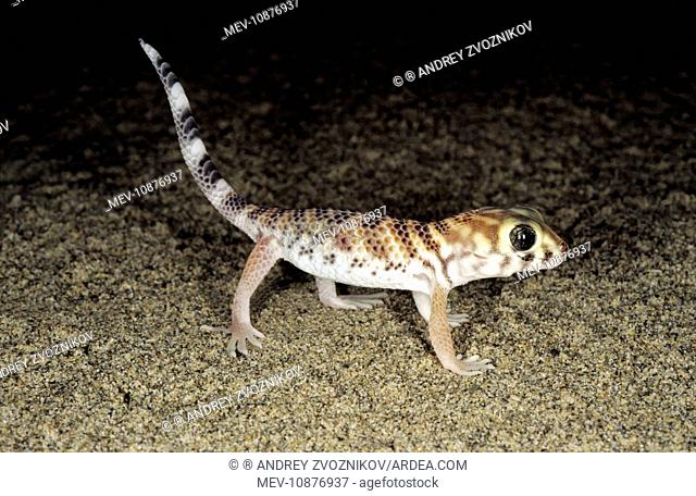 Common Wonder / Frog-eyed Gecko (Teratoscincus scincus). Central Karakum desert - Turkmenistan - former CIS - Spring - April