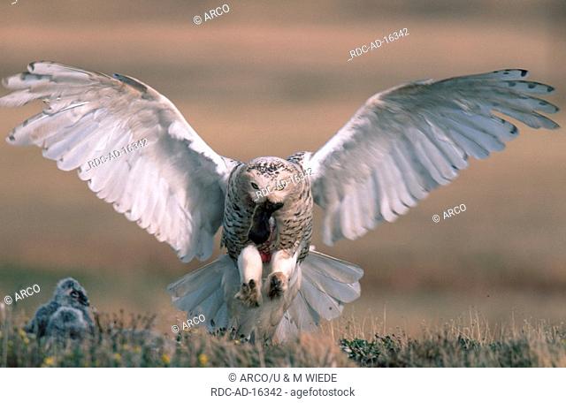 Snowy Owl female with prey Barrow Alaska USA Nyctea scandiaca