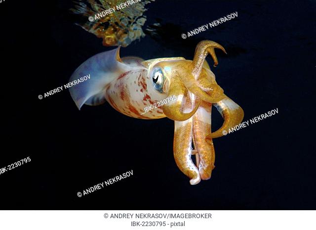 Bigfin reef squid (Sepioteuthis lessoniana), Red Sea, Egypt, Africa
