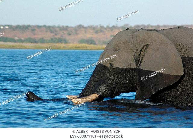 Elefant Chobe kreuzt den Fluß
