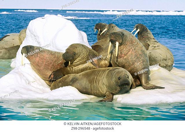 Atlantic walrus (Odobenus rosmarus rosmarus) group sleeping with pup. Arctic and Subarctic waters
