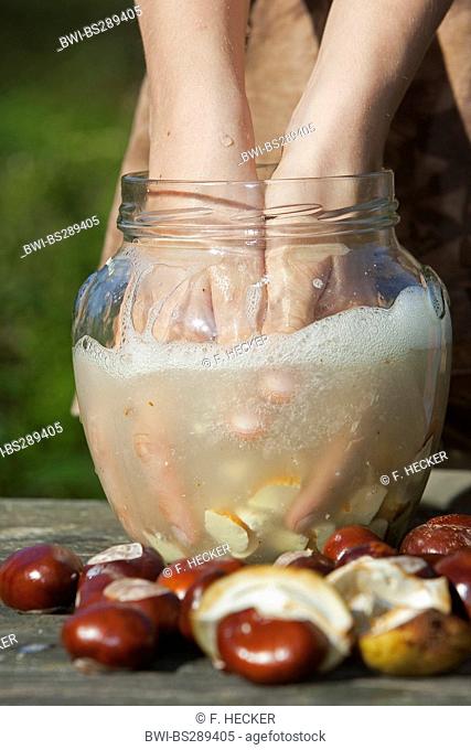 common horse chestnut (Aesculus hippocastanum), making soap from horse chestnuts: child mixing water and minced conkers, Germany