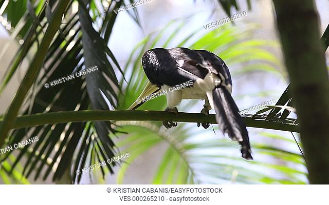 Hornbill, Bali, Indonesia, Southeast Asia