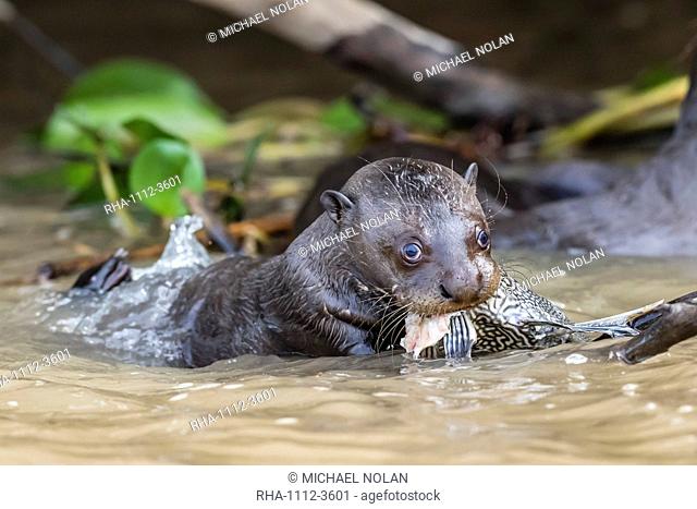 Young giant river otter (Pteronura brasiliensis), feeding near Puerto Jofre, Mato Grosso, Pantanal, Brazil, South America