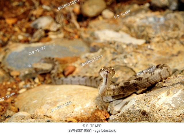 cat snake, European cat snake (Telescopus fallax), juvenile flicking, Greece, Peloponnes, Messinien