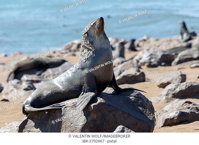 Brown Fur Seal or Cape Fur Seal (Arctocephalus pusillus), Dorob National Park, Cape Cross, Namibia