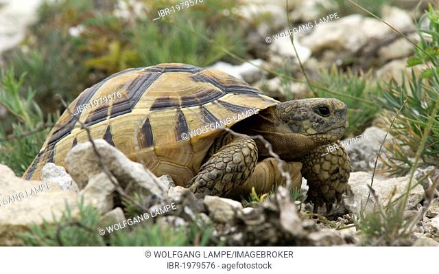 Spur-thighed tortoise or Greek tortoise (Testudo graeca) in Muselievo, Pleven, Bulgaria, Southern Europe
