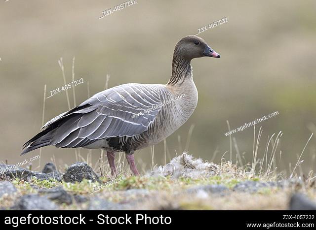 Pink-footed Goose (Anser brachyrhynchus), adult female standing on the ground, Northwestern Region, Iceland