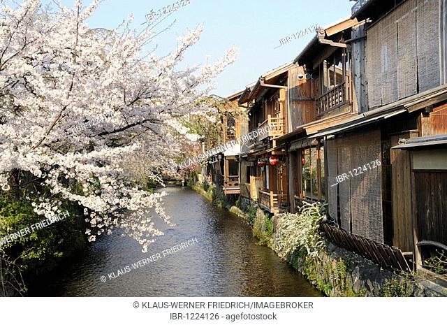 Cherry blossoms in a traditional district, Gion District, Kyoto, Japan, Asia
