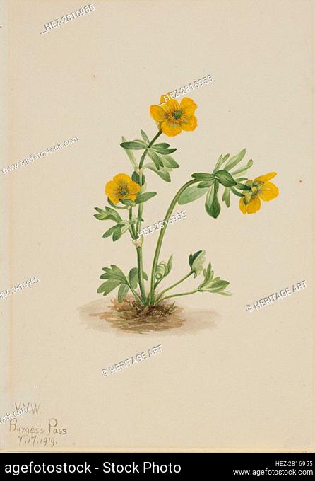 Avalanche Buttercup (Ranunculus suksdorfii), 1919. Creator: Mary Vaux Walcott
