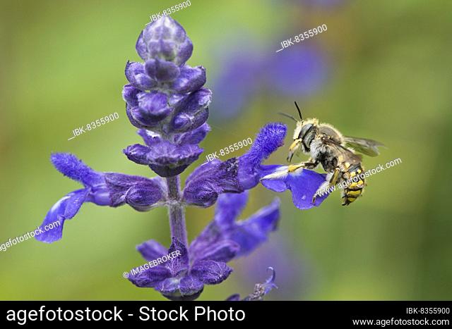 European wool carder bee (Anthidium manicatum) on sage (Salvia), Emsland, Lower Saxony, Germany, Europe