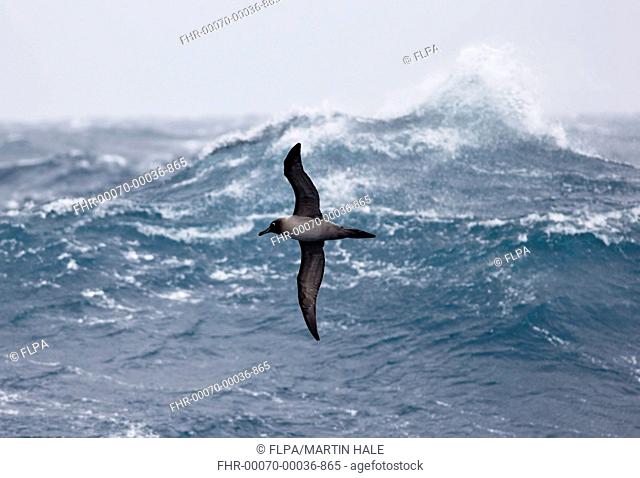 Light-mantled Sooty Albatross (Phoebetria palpebrata) adult, in flight over rough sea, Drake Passage, November