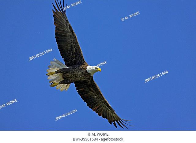 American bald eagle (Haliaeetus leucocephalus), flying, USA, Florida, Pine Island