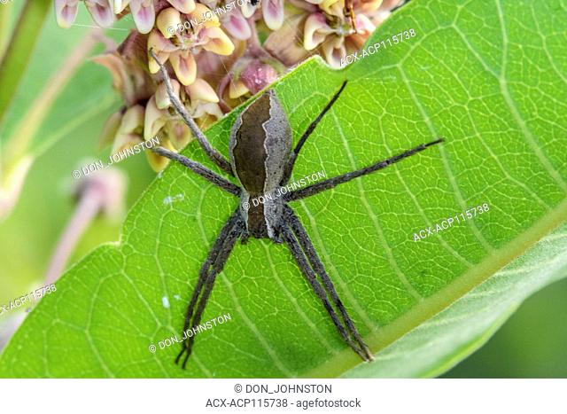 Nursery Web Spider (Pisaurina mira), Greater Sudbury, Ontario, Canada