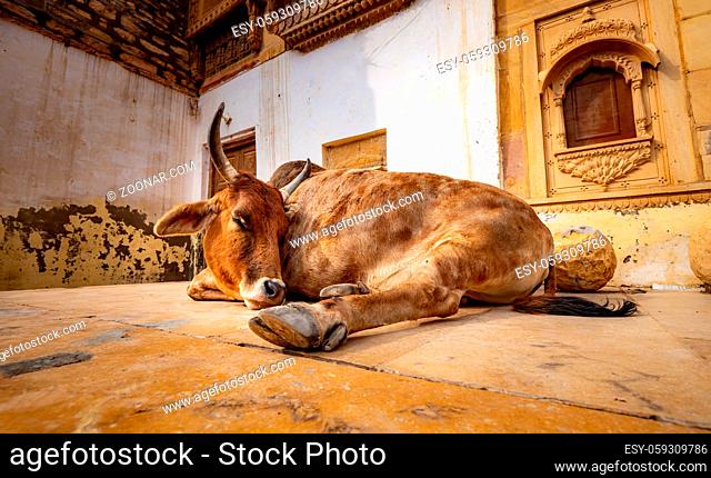 Cow on street in India. Constitution of India mandates the protection of cows. Rajasthan, India