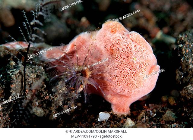 Pink Painted Frogfish