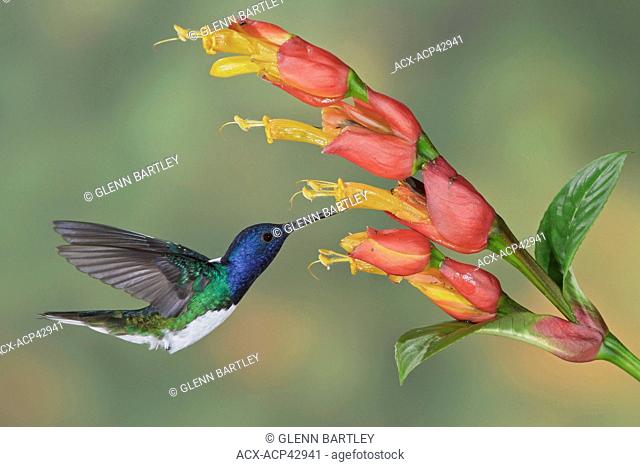 White-necked Jacobin Florisuga mellivora flying and feeding at a flower in Costa Rica