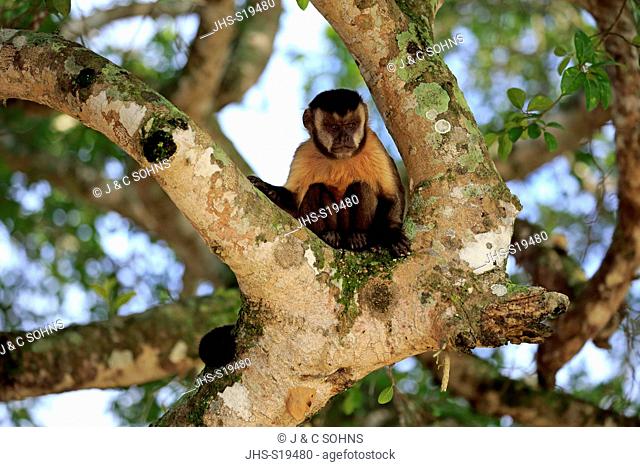 Brown Capuchin, Tufted Capuchin, Black-capped Capuchin, (Cebus apella), adult on tree, Pantanal, Mato Grosso, Brazil, South America